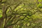 USA-Georgia-Savannah Oak limbs with resurrection ferns along drive at Wormsloe Plantation Art Print